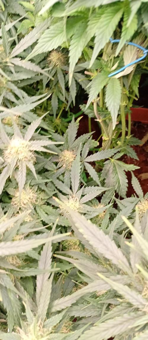 Break the pot. Week 8 - reason for the squish