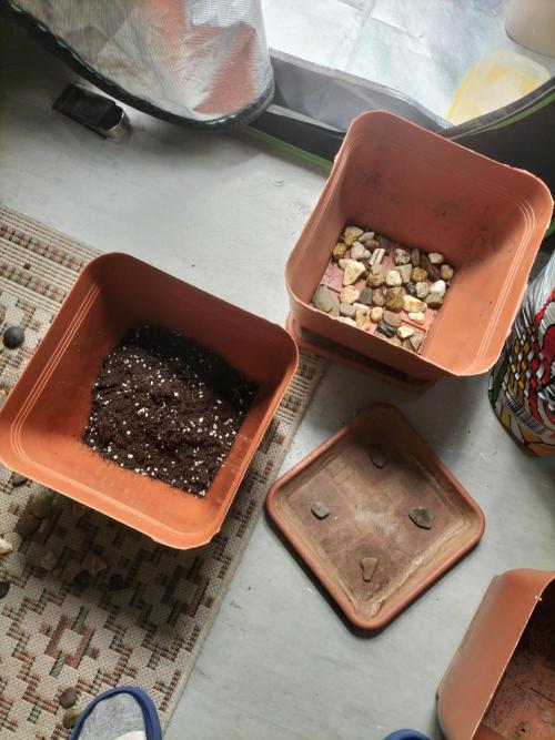 Napoleons Watermelon. Week 0 - 2cm stone for drainage, floragard growmix on top