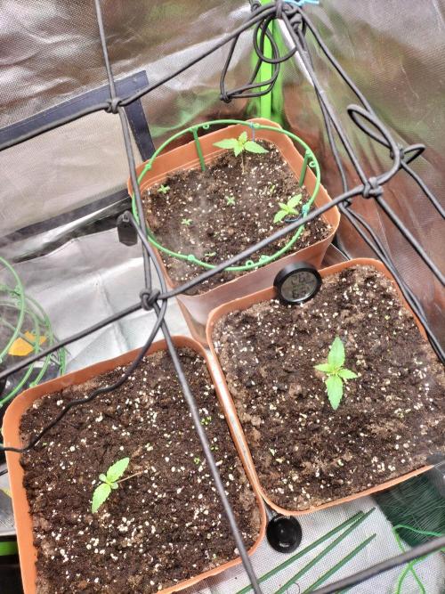 Napoleons Watermelon. Week 0 - roughly 05.03.26