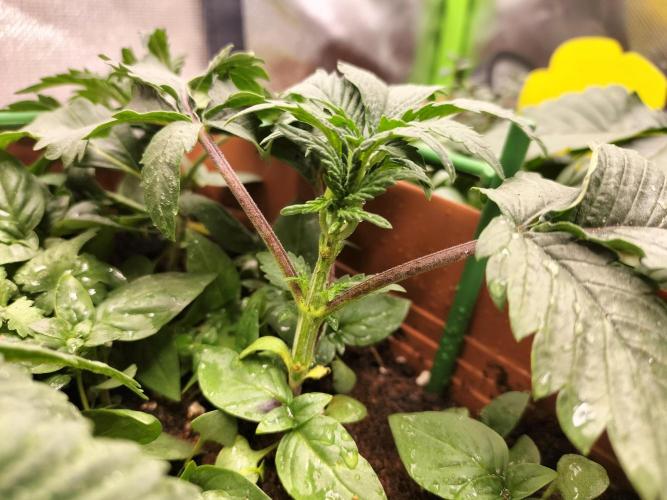 Napoleons Watermelon. Week 3 - week 1 coming along strong, pot full of basil and thyme