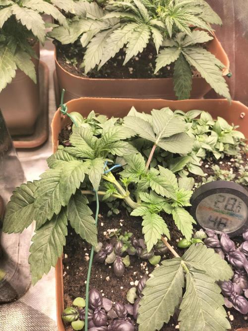 Napoleons Watermelon. Week 3 - around week 2 1/2 - 3~ish, pulling her to get sufficient stretch, as this strain likes to cluster 