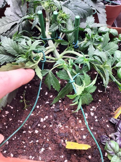 Napoleons Watermelon. Week 3 - around week 2 and a half to 3~ish