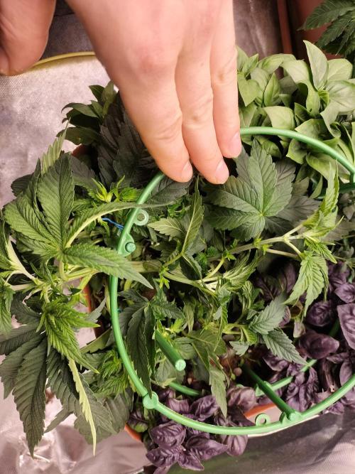 Napoleons Watermelon. Week 4 - Had to use space rings to get some spread