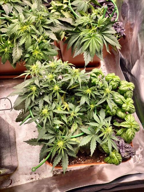 Napoleons Watermelon. Week 4 - at the start of week 5 after germination she started to prepare for flower heavily 