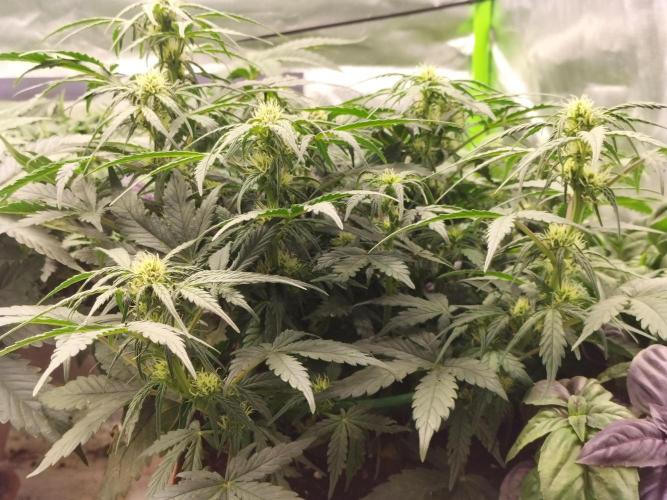 Napoleons Watermelon. Week 6 - mid week 5, lots of growth, lots of bondage and defoil