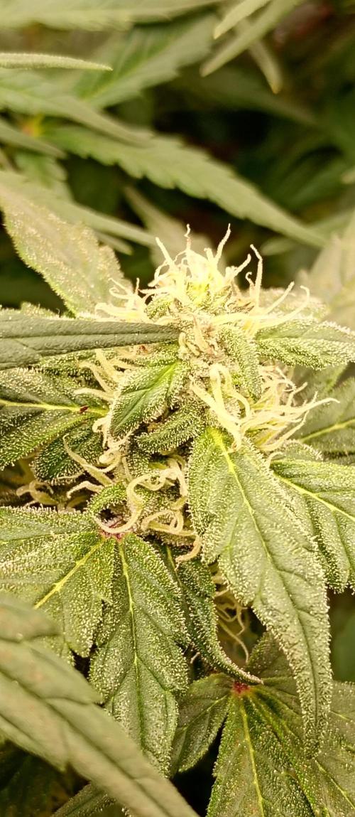 Napoleons Watermelon. Week 7 - nice stacking good colours and decent size