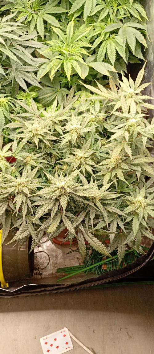 Napoleons Watermelon. Week 7 - mid week 7, as good as it's going to get regarding spacing
