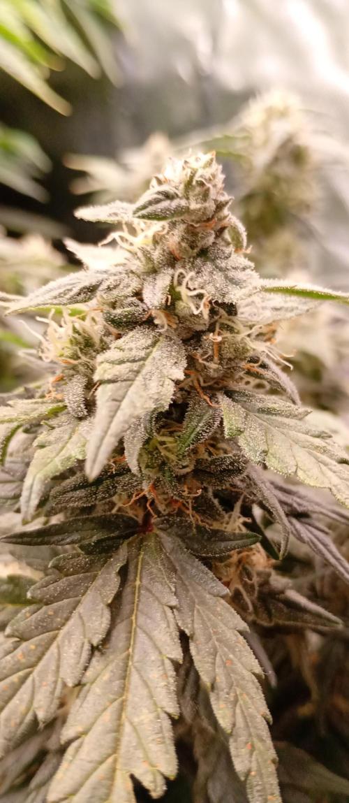 Napoleons Watermelon. Week 8 - some are ready for harvest
