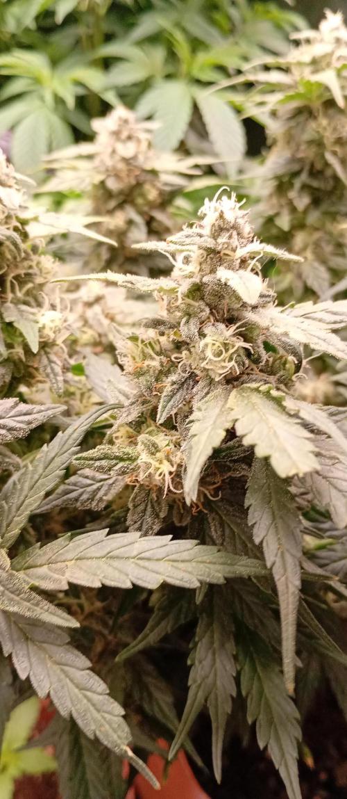 Napoleons Watermelon. Week 8 - some still need time 