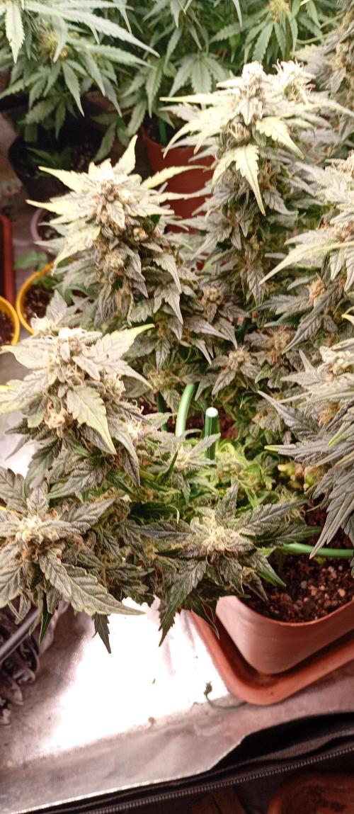 Napoleons Watermelon. Week 9 - bright green growth, she appreciates the new opportunity for further growth 