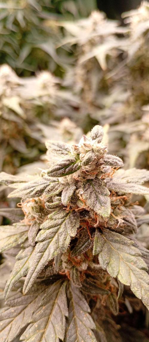 Napoleons Watermelon. Week 9