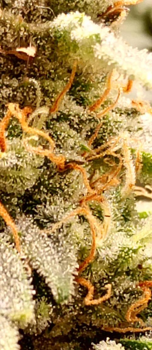 Napoleons Watermelon. Week 9