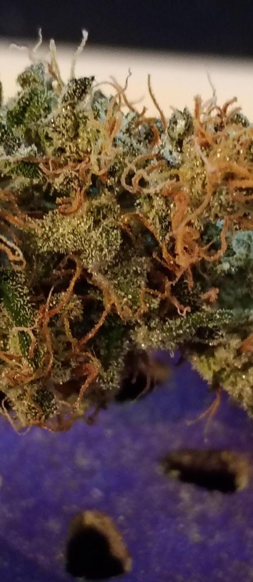 Napoleons Watermelon. Week 9 - the already harvested weed after three days dry, still 3 more days to go