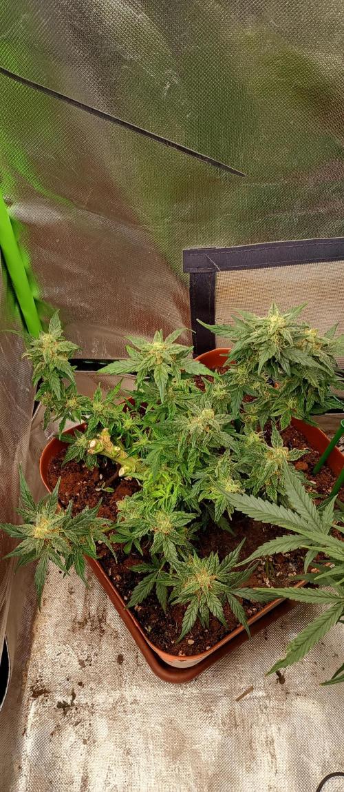 Napoleons Watermelon. Week 10 - she looks very distraught after the 3/4 harvest, but it had to happen