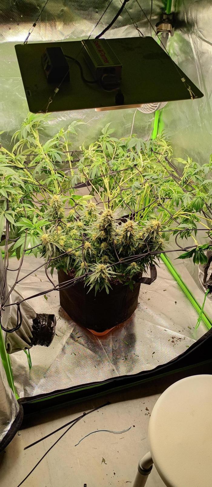 Break the pot. Week 9 - new tent for the AMG means more space and possibilities for the trellis net. Lowrider still  strong
