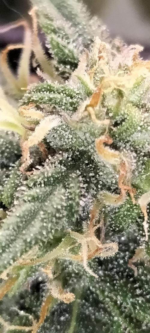 Napoleons Watermelon. Week 10 - not the best quality but u can see, still too clear