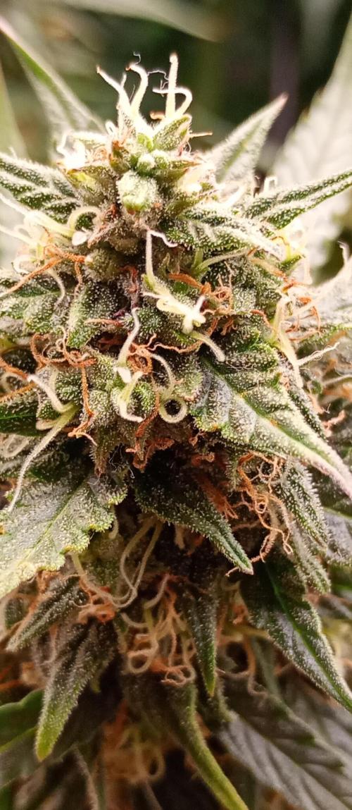 Break the pot. Week 10