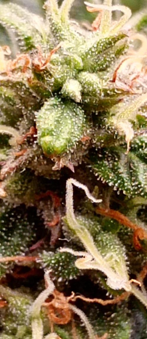 Break the pot. Week 10 - as close as I can get it atm