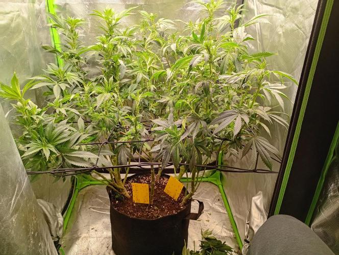 Break the pot. Week 11 - little defoil and further early flower stretch