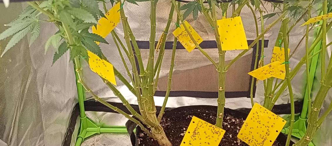 Grow Tent MyHomeGrow 80 x 80 x 180 cm. Week 12