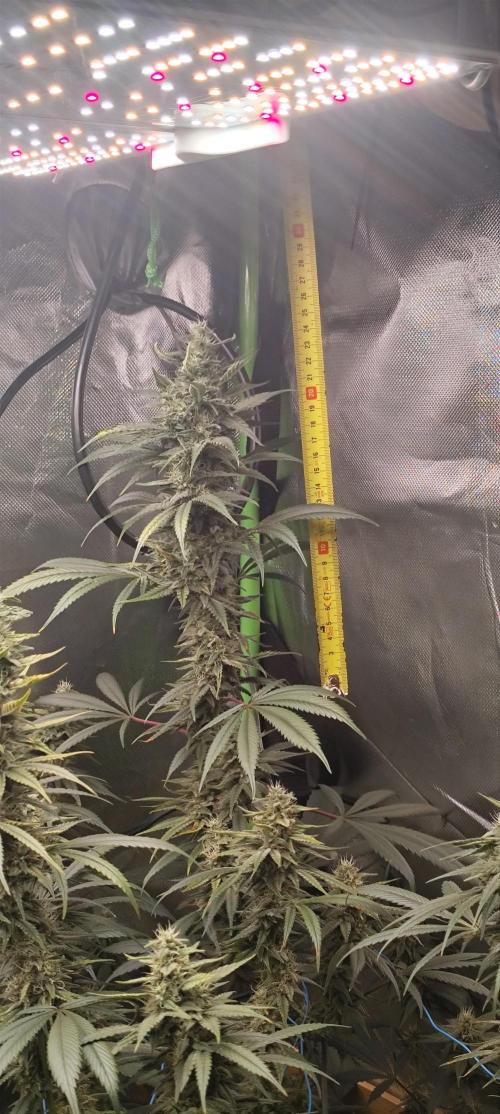 Break the pot. Week 14