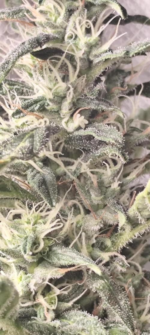 Break the pot. Week 14
