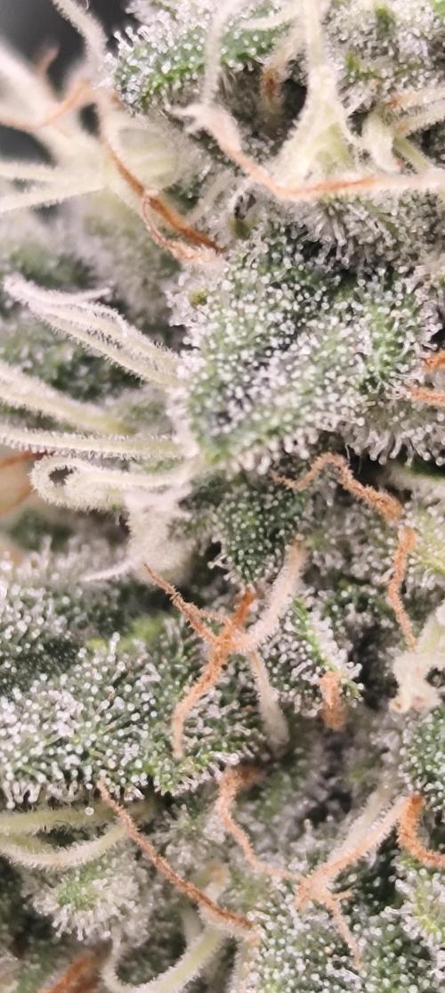 Break the pot. Week 14