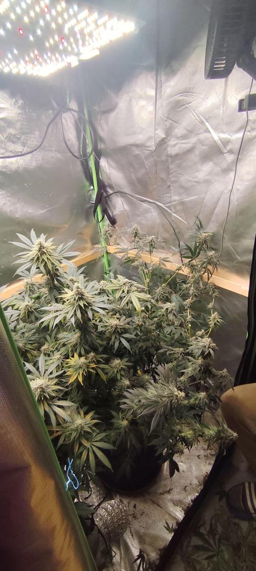 Break the pot. Week 15