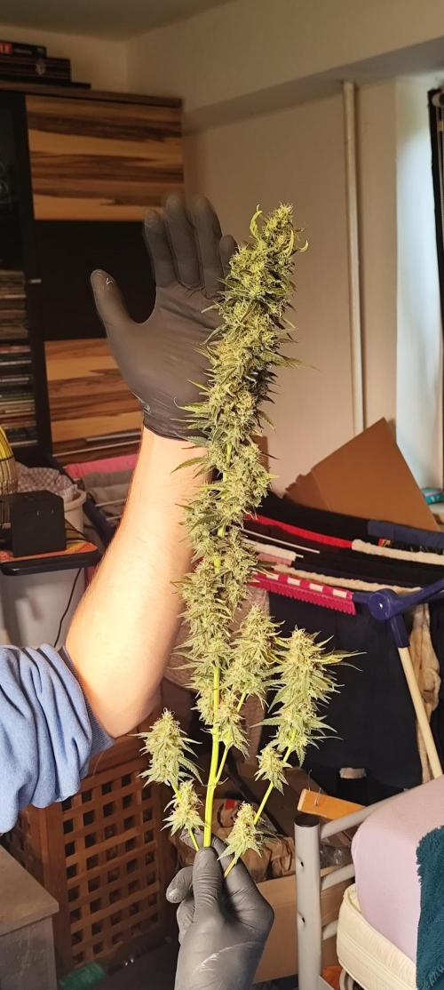 Break the pot. Week 15
