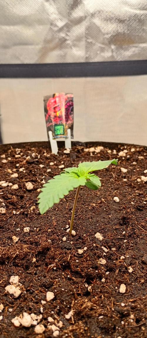 Grow Tent MyHomeGrow 80x80x180. Week 1