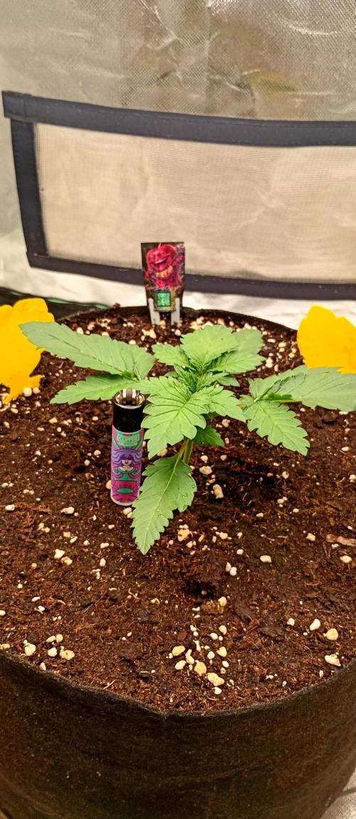 Grow Tent MyHomeGrow 80x80x180. Week 2