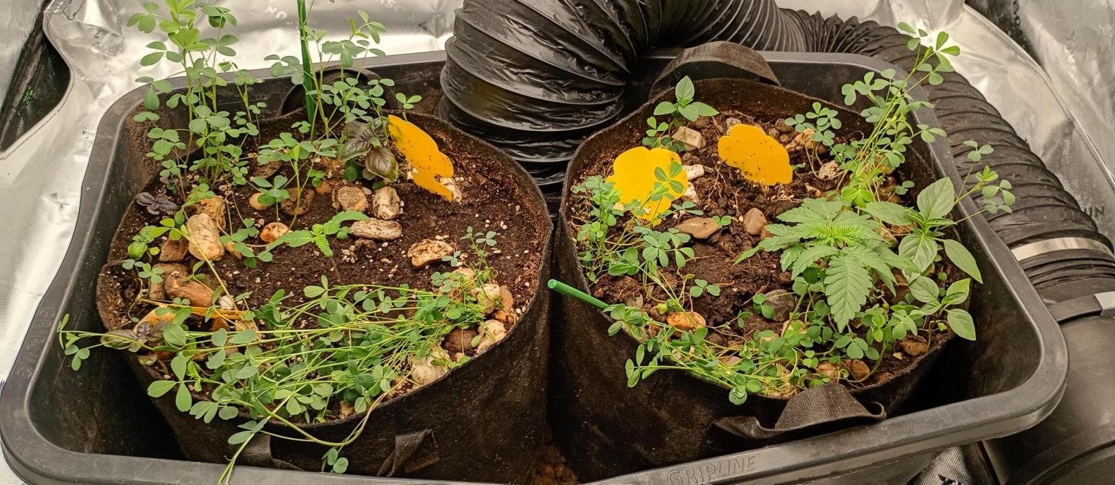 elusive PowerPlant where have you gone. Week 1 - same day in to the soil, different days out of it