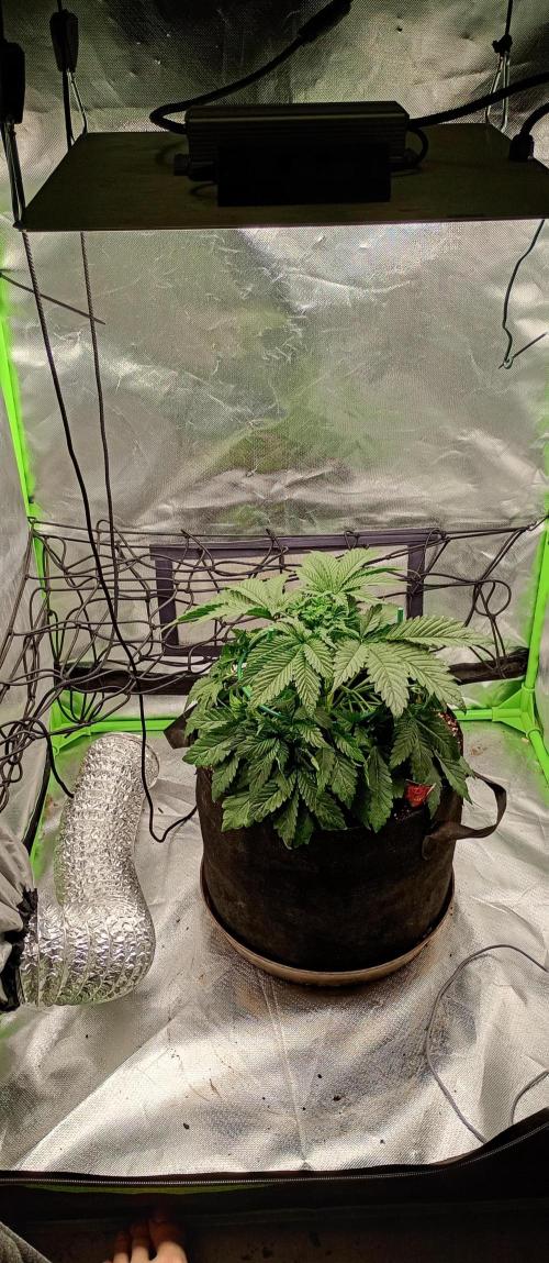 Cherropy. Week 4 - at week 4 she is still rather small but her leaves are foretelling of a plan