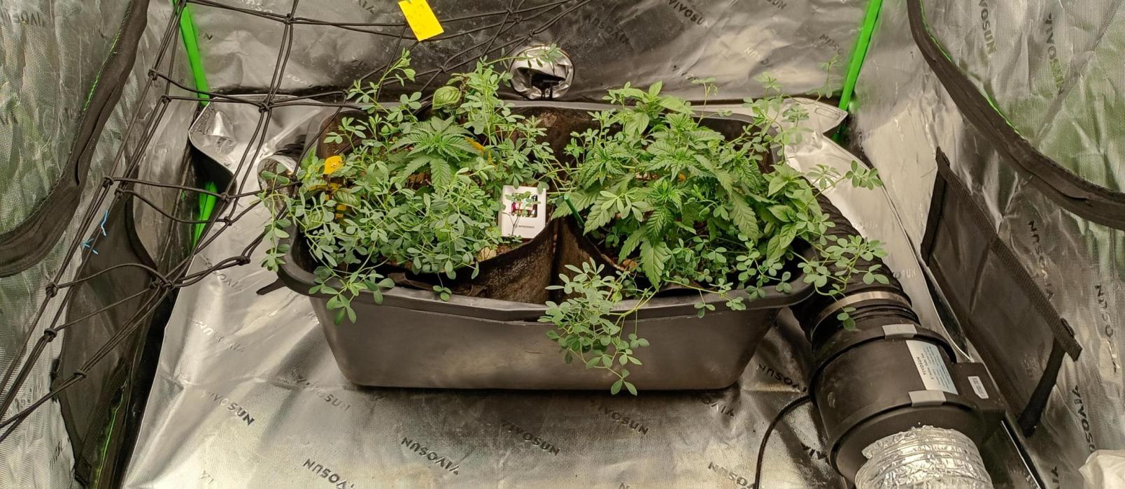 elusive PowerPlant where have you gone. Week 3 - they survived the first heatwave
