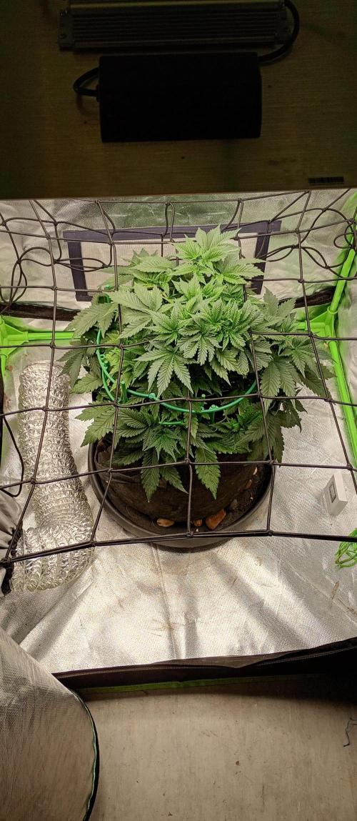 Grow Tent MyHomeGrow 80x80x180. Week 5