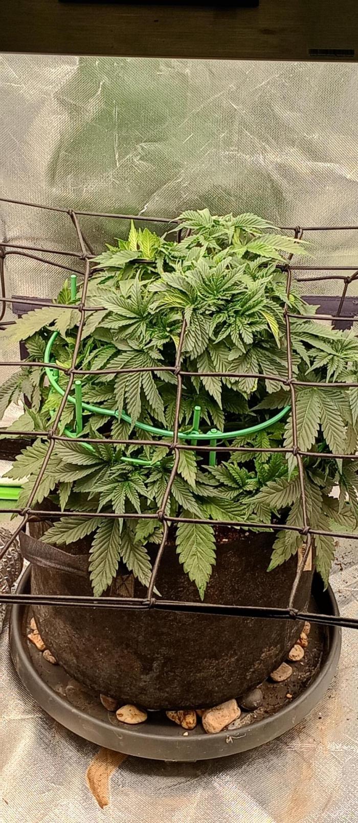 Cherropy. Week 6