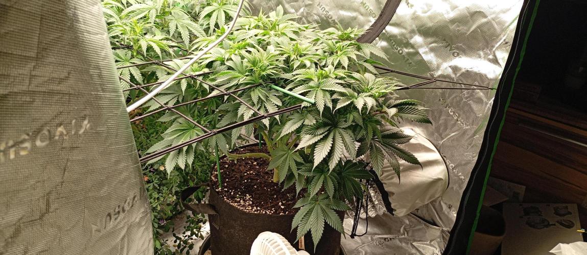 Cherropy. Week 7 - 2 days later she is almost as big again, this strain is crazy