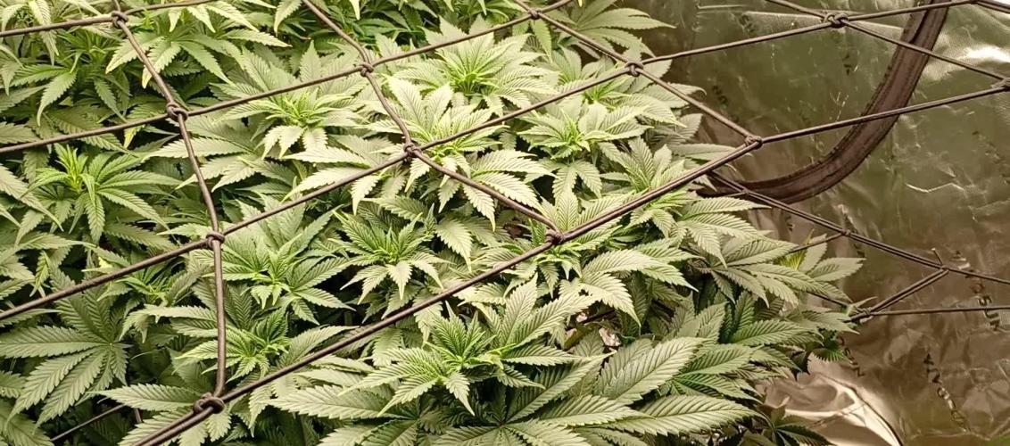 Grow Tent MyHomeGrow 80x80x180. Week 9