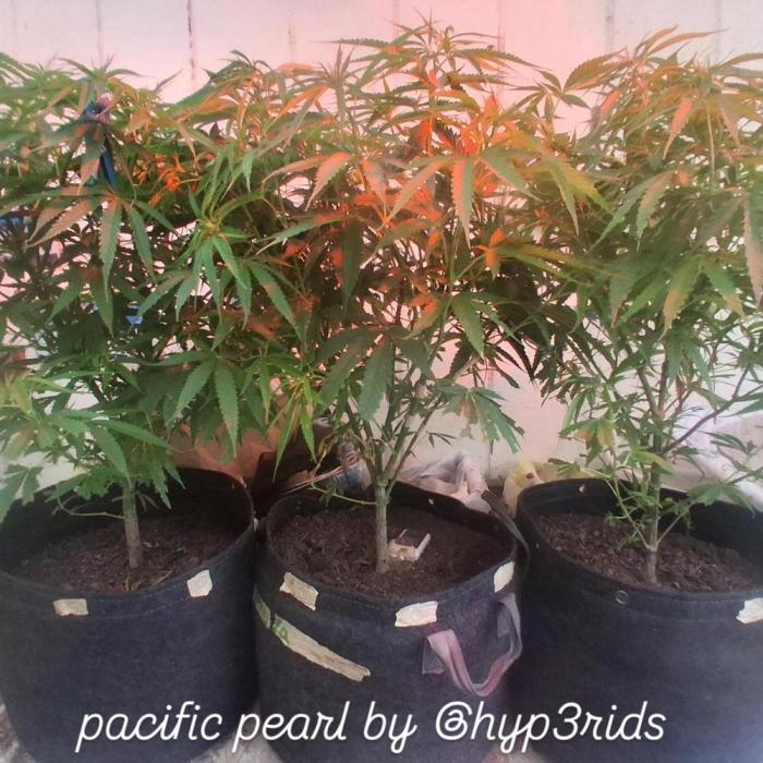 pacific pearl winter grow. in and out.. Week 21 - one turned male