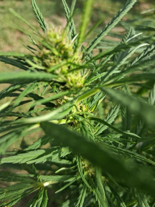 pacific pearl winter grow. in and out.. Week 22 - flowering week6