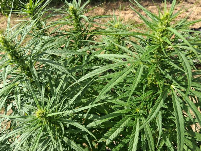 pacific pearl winter grow. in and out.. Week 22 - 6 weeks flowering