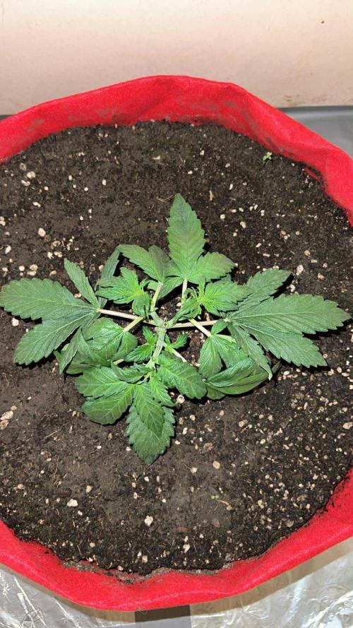 Auto Anesthesia. Week 6 - day 39