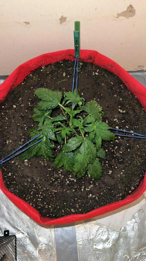 Auto Anesthesia. Week 6 - day 40