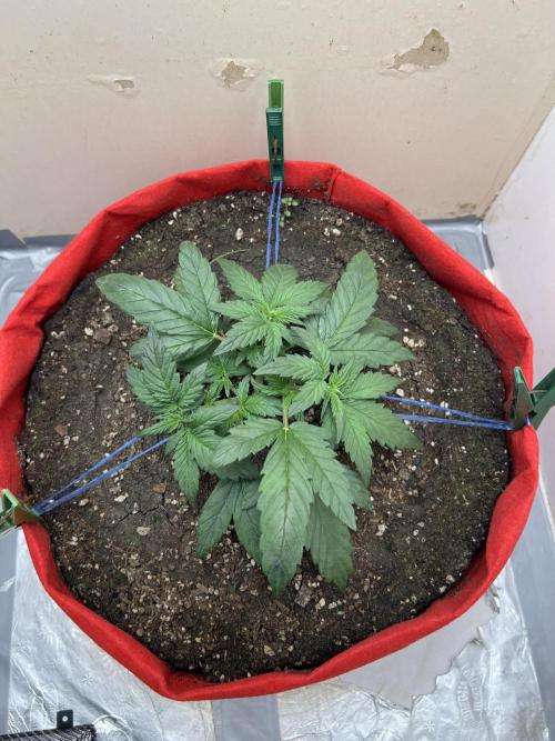 Auto Anesthesia. Week 7 - day 41