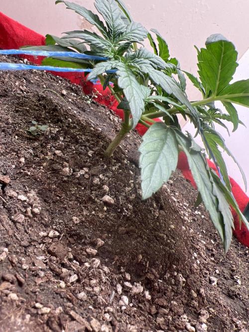 Auto Anesthesia. Week 7