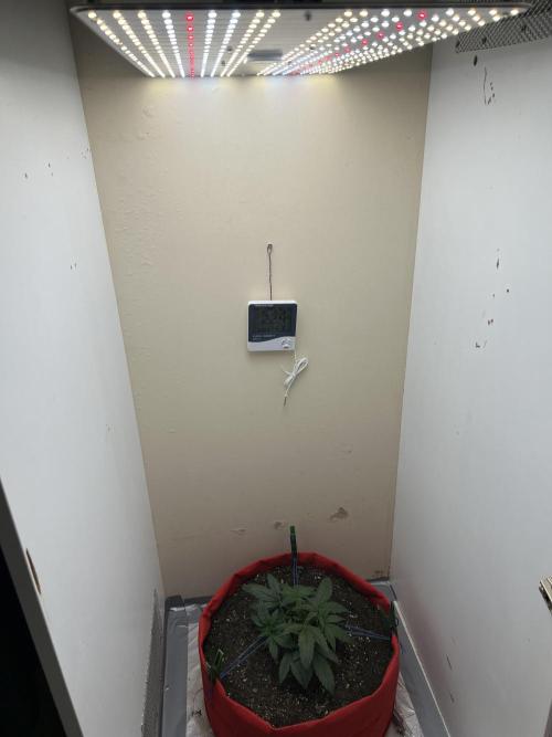 Auto Anesthesia. Week 7