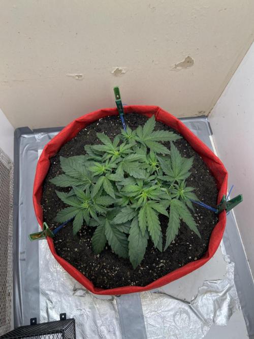 Auto Anesthesia. Week 8 - day 48