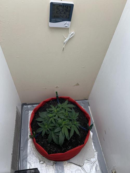 Auto Anesthesia. Week 8