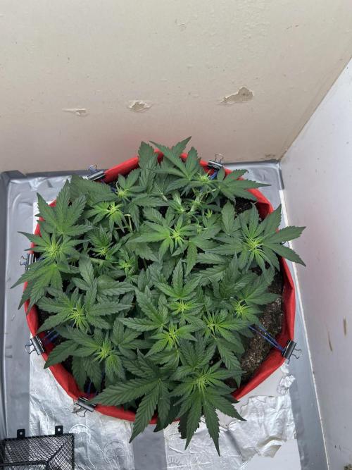 Auto Anesthesia. Week 9 - day 55 fl day 7