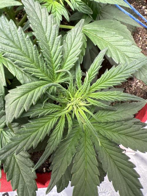 Auto Anesthesia. Week 9